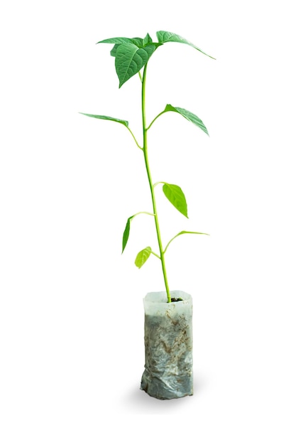 A young pepper sprout in a plastic bag on a white background Gardening concept