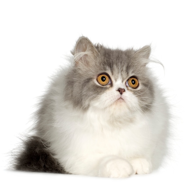 Молодой персидский кот (6 месяцев)
