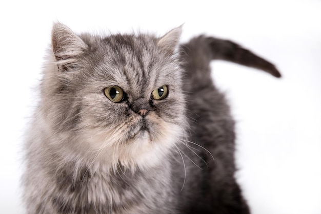 Young Persian cat on white background