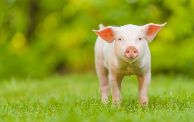 Photo young pig is standing on the green grass. happy piglet on the meadow looking at the camera .