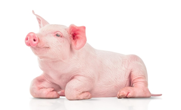 Young pig isolated on white background