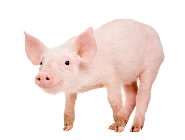 Photo young pig with 1 month isolated