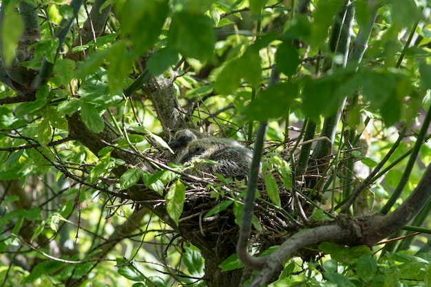 Young pigeons