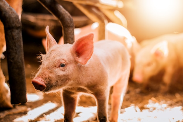 Young piglet on hay at pig farm