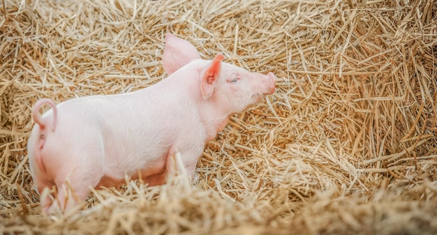 돼지 농장에서 건초에 젊은 새끼 돼지