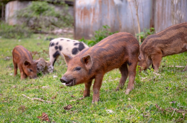 Young pigs on a green grass. Brown and spotted funy piglet grazing in the farm.