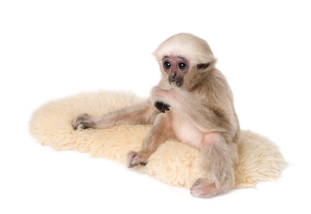 Young Pileated Gibbon, Hylobates Pileatus, on rug