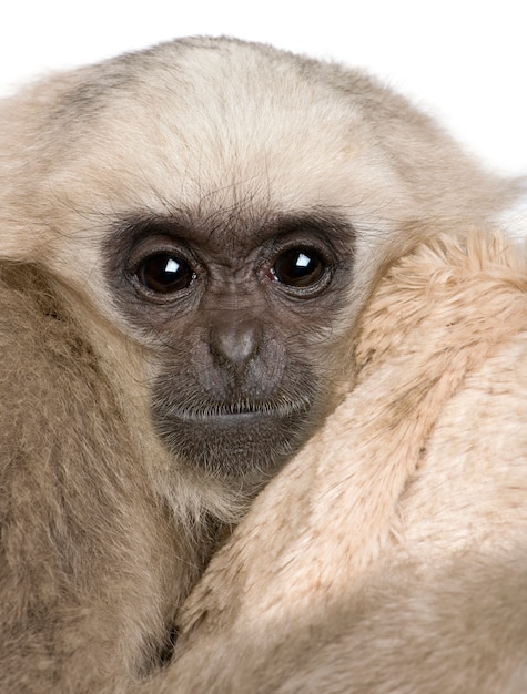 Young Pileated Gibbon, Hylobates Pileatus, sitting