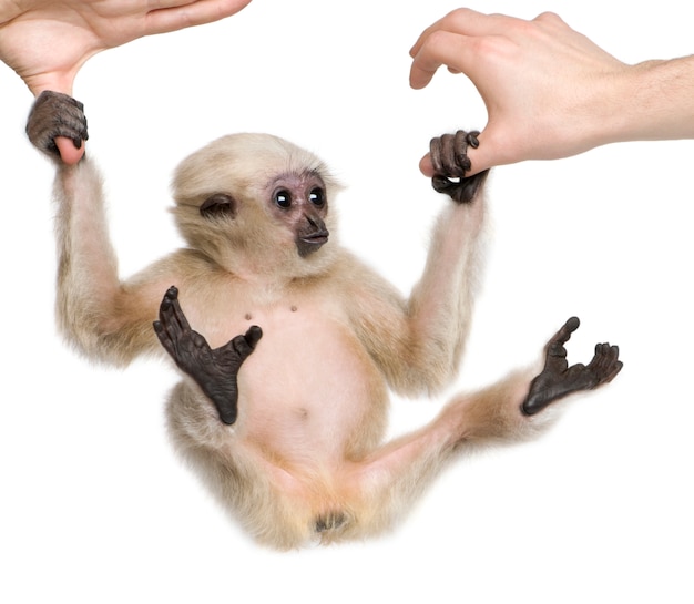 Young Pileated Gibbon, Hylobates Pileatus, swinging from hands