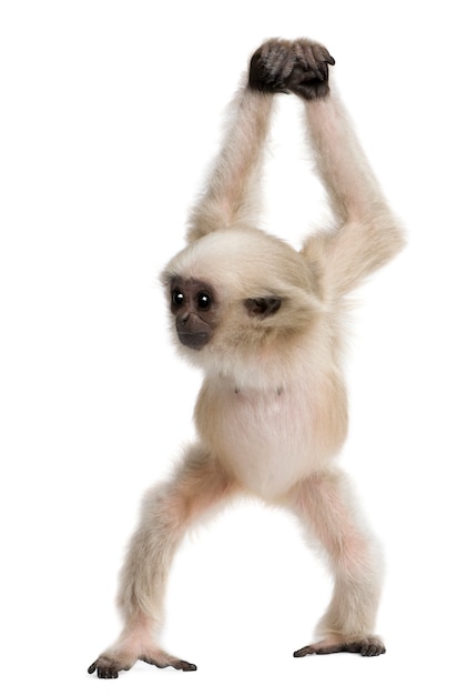 Young Pileated Gibbon, Hylobates Pileatus, walking