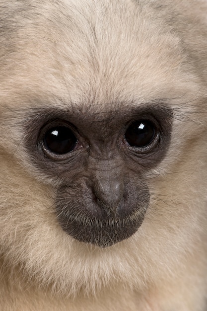 Young Pileated Gibbon, Hylobates Pileatus, zittend