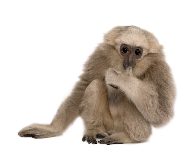 Young Pileated Gibbon, Hylobates Pileatus, zittend