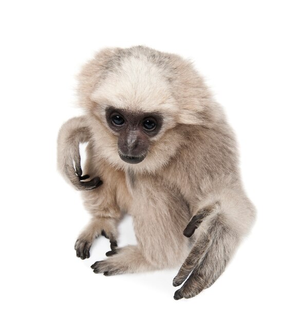 Young Pileated Gibbon, Hylobates Pileatus, zittend