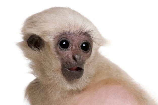 Young Pileated Gibbon, Hylobates Pileatus,