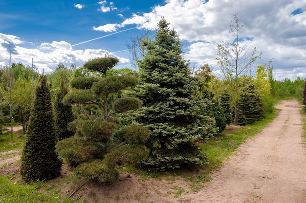 Young pine and fir trees Alley of seedling of trees bushes plants in plant nursery