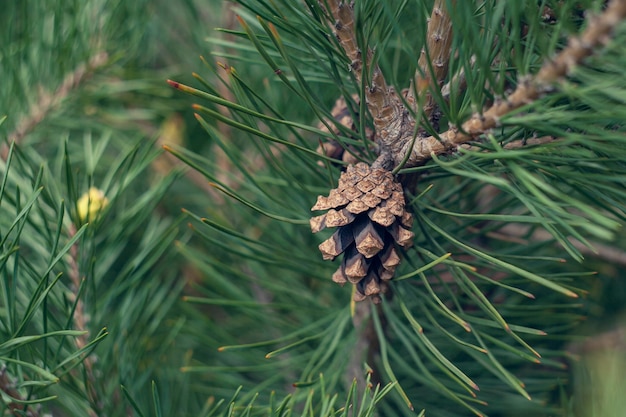 Young pine shoots and cones close up. Natural background texture. Selective focus blur.