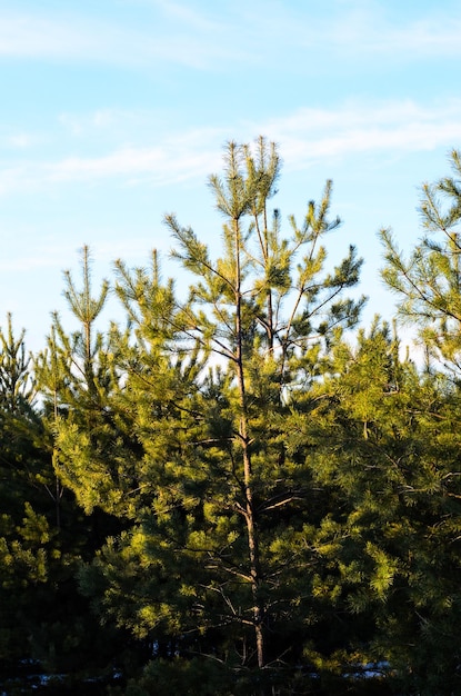 Young pine tree in a forest