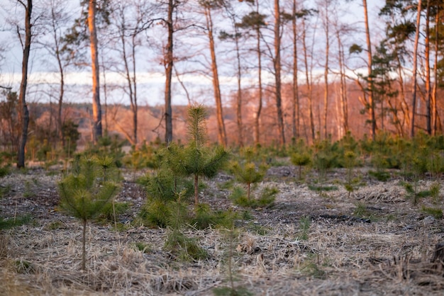 Photo young pine tree seedlings in the woods orange sunset light on the background concept of forestry renewable natural resources