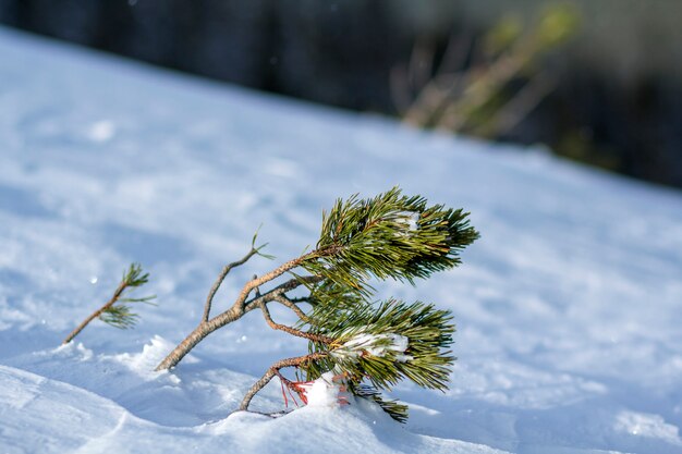 深く新鮮な雪で覆われた風で曲がった緑の長い針で若い松の木のシュート