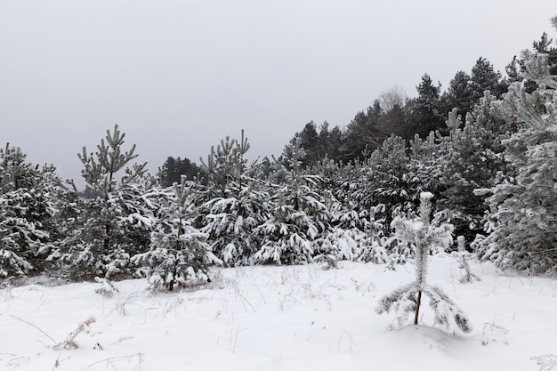 Young pine trees growing in the forest, photographed in winter