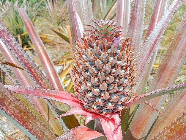 Young pineapple fruit growing in garden with lilac flowers blooming Pineapple fruit on the tree