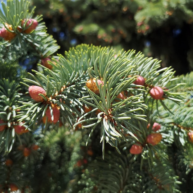 Photo young pines with the beginnings of cones natural background