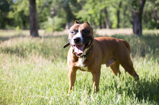 Young pit bull standing on the grass in the park. Dog outside