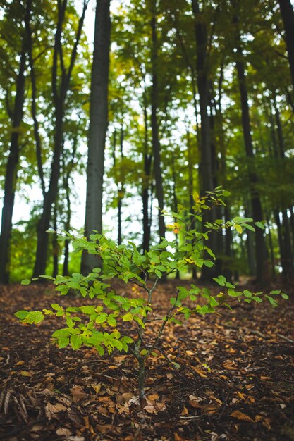 Photo young plant against tree trunks in forest