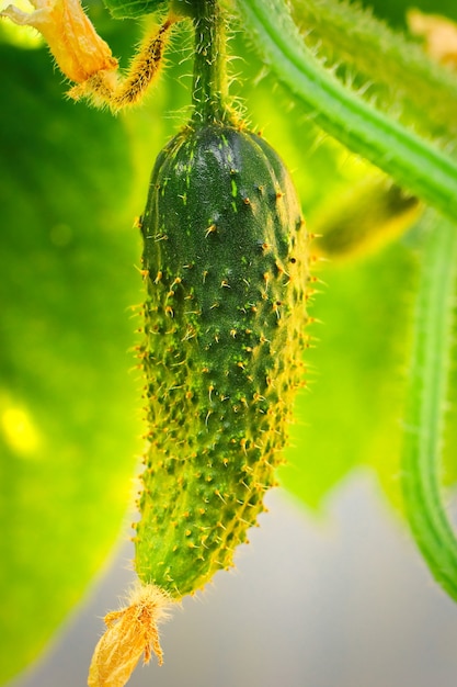 Young plant cucumber with yellow flowers grows on a branch in the garden.