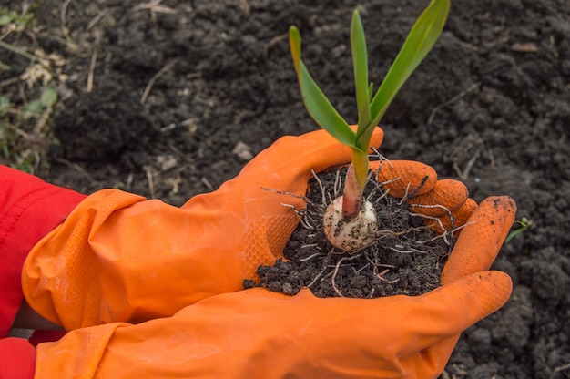 Aglio della giovane pianta nelle mani di un agronomo che indossa i guanti.