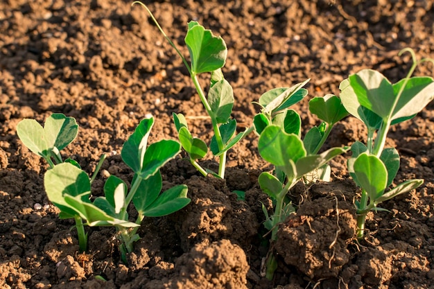 Young plant of green vegetable peas on the soil