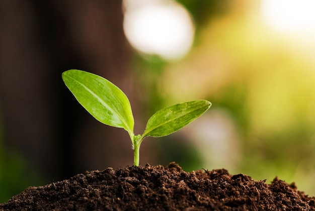 young plant grow and sunshine