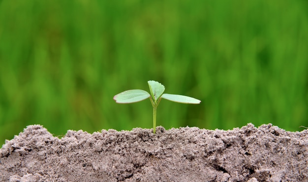 young plant growing in black soil on green nature background, young plant put in low middl