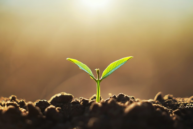 Young plant growing on dirt with sunshine in nature. eco earthday concept