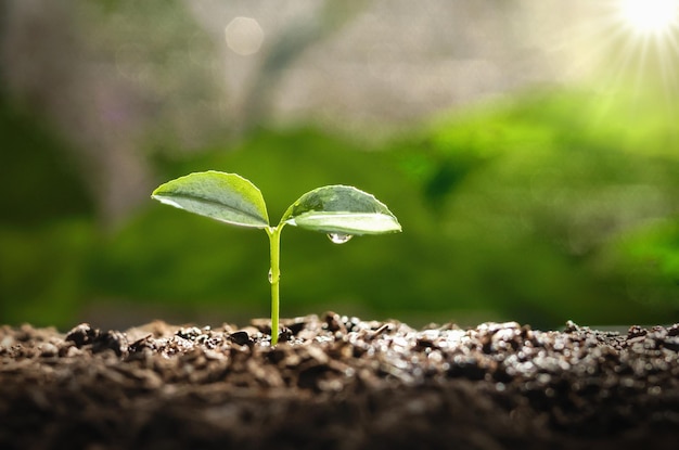 自然の中で日光の当たる土の上で育つ若い植物。エコアースデイコンセプト