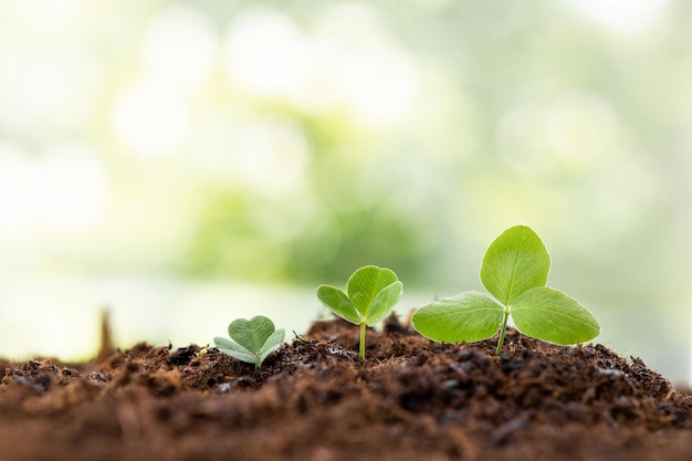 young plant growing on dirt with sunshine in nature eco earthday concept