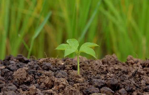 young plant growing in nature 