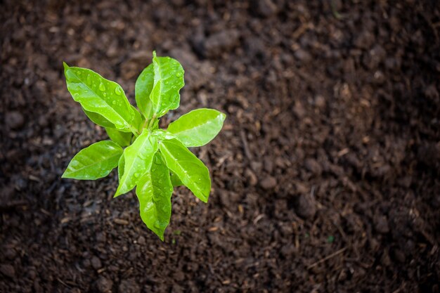 Young plant growing in soil