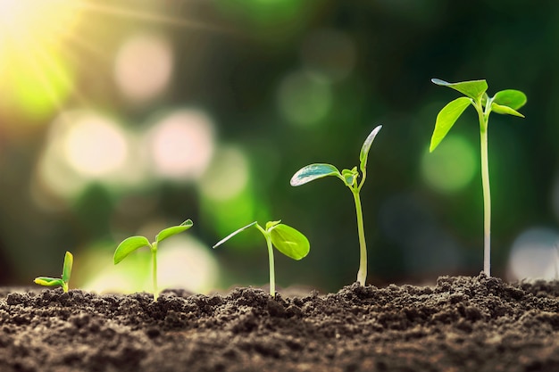 Photo young plant growing step in nature and sunshine