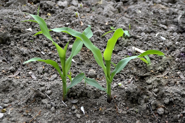 Young Plant Growing In Sunlight