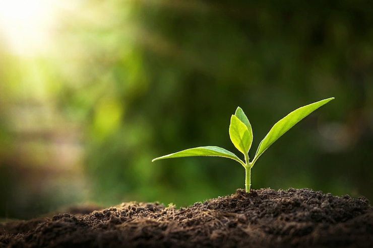 Photo young plant growing with sunshine in nature