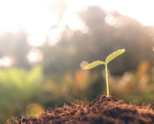 Young plant growing