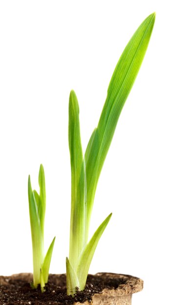 The young plant grows from a fertile soil is isolated on a white background