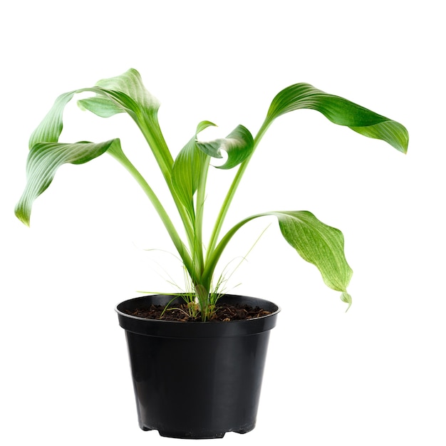 The young plant grows from a fertile soil is isolated on a white background