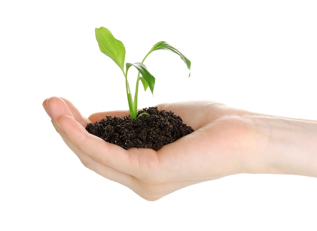 Young plant in hand isolated on white