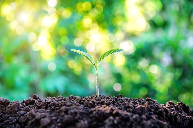 A young plant is growing in the nature