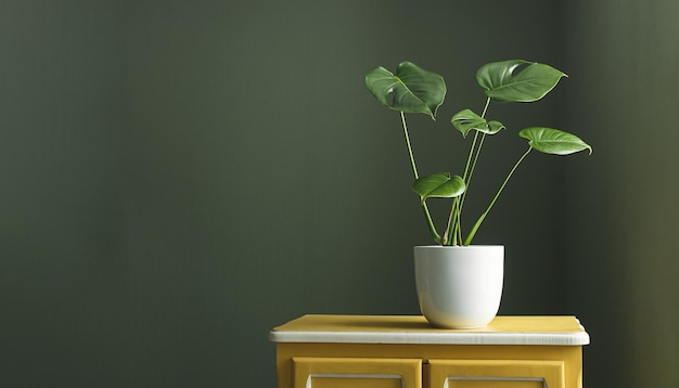 Young plant of Monstera deliciosa or Swiss Cheese Plant in a white flower pot on a yellow furniture