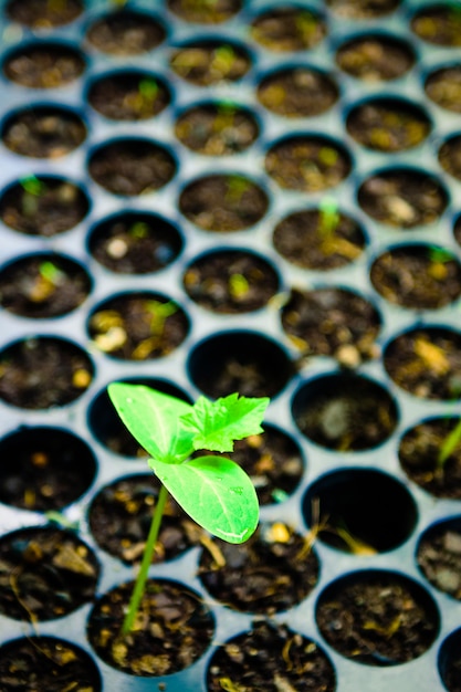 Young plant in the morning light on a seed tray background.