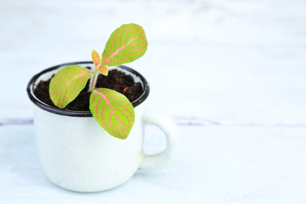 Young plant in mug on color wooden table