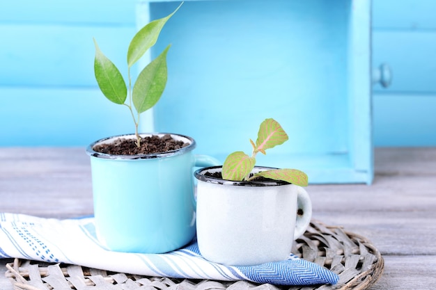 Young plant in mugs on color wooden background